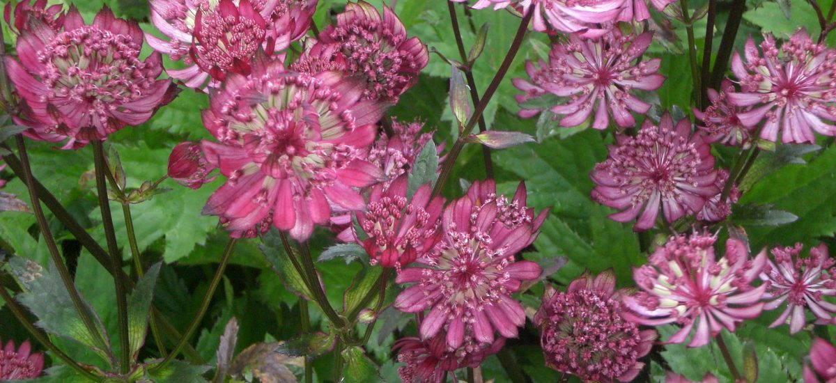 Devon / Rosemoor Garden