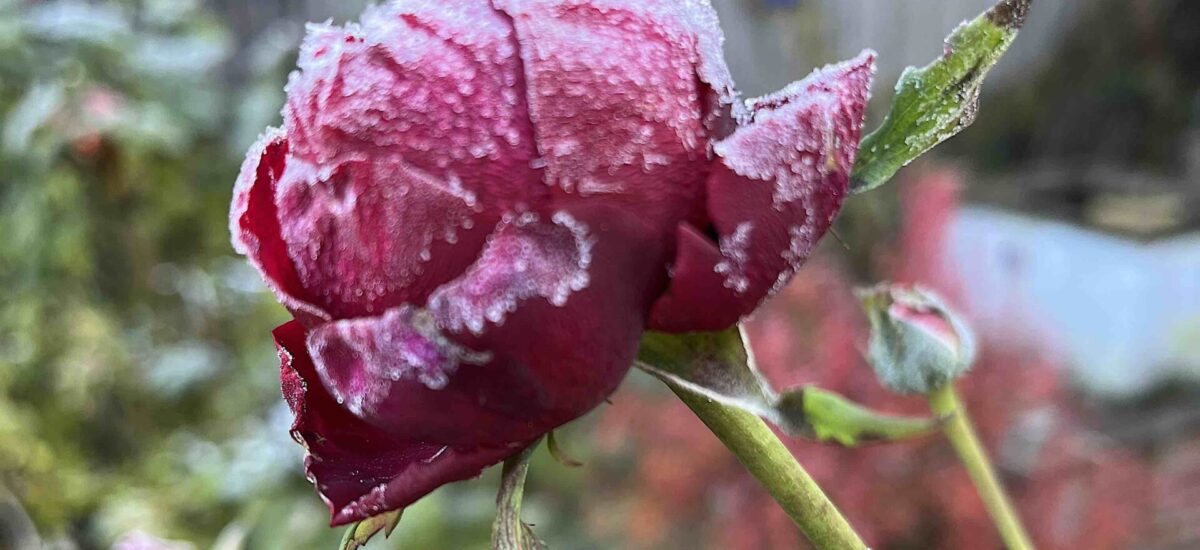 Ice Roses
