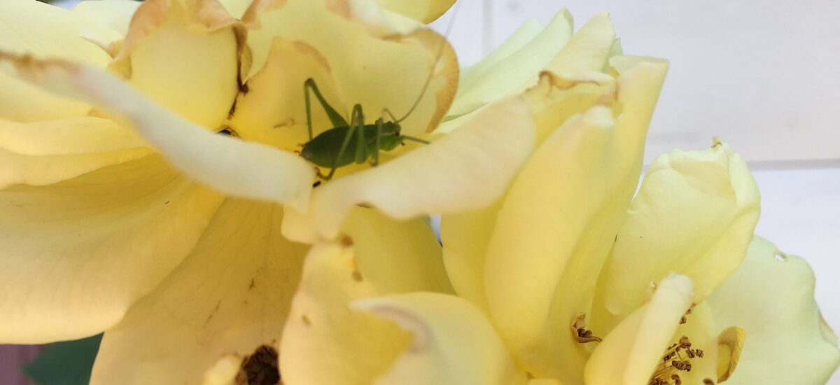 Insekten